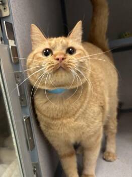 Domestic Short Hair Cats Available for Adoption - Sunshine | PetCurious