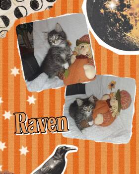Raven -  Domestic Long Hair Cat for Adoption in Pasco, Washington - Raven | PetCurious