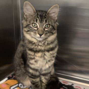 Rescue Domestic Medium Hair Cats for Adoption in Washburn, Missouri - Winn | PetCurious