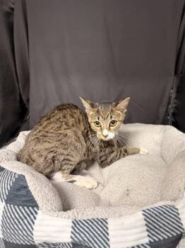 TUESDAY -  Domestic Short Hair Cat for Adoption in Grovetown, Georgia - TUESDAY | PetCurious