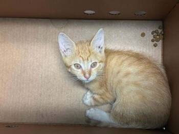 Kolter - Adopted -  Domestic Short Hair Cat for Adoption in Chamblee, Georgia - Kolter - Adopted | PetCurious