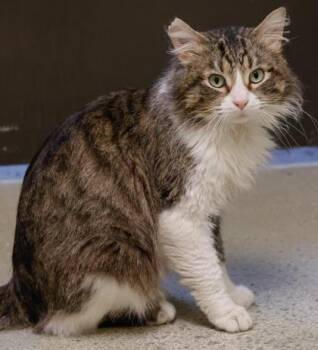 Domestic Long Hair and Domestic Short Hair Cats Available for Adoption - Tea | PetCurious