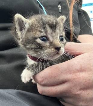 Rescue Domestic Short Hair Cats for Adoption in Dallas, Texas - PAYTON | PetCurious