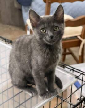Maddy -  Domestic Short Hair Cat for Adoption in Oviedo, Florida - Maddy | PetCurious