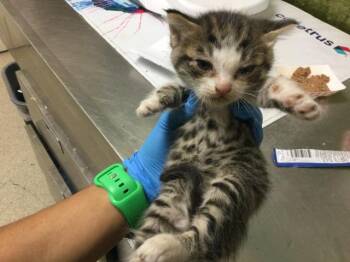 PAM -  Domestic Short Hair Cat for Adoption in Riverside, California - PAM | PetCurious
