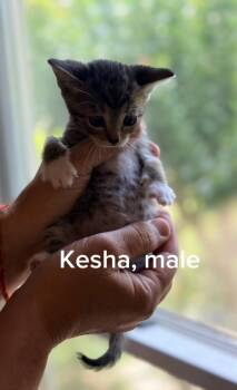 Kesha -  American Shorthair and Tabby Cat for Adoption in Shrewsbury, Massachusetts - Kesha | PetCurious