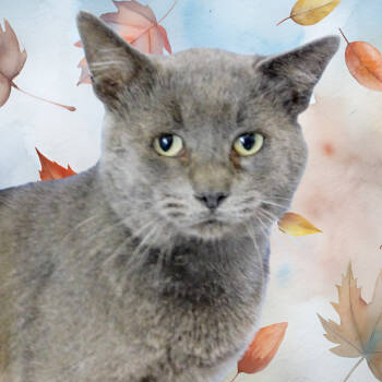 Rescue Domestic Short Hair Cats for Adoption in Peoria, Illinois - Smokey | PetCurious