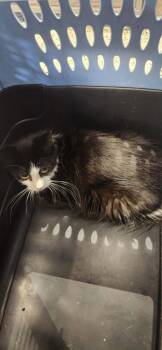 ? -  Domestic Long Hair Cat for Adoption in Republic, Missouri - ? | PetCurious