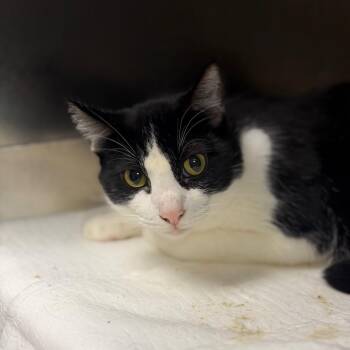 Pawfficer Bubbles -  Domestic Short Hair Cat for Adoption in Fort Smith, Arkansas - Pawfficer Bubbles | PetCurious