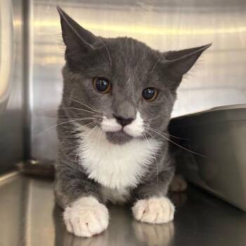 Mary Sanderson -  Domestic Short Hair Cat for Adoption in Spokane, Washington - Mary Sanderson | PetCurious