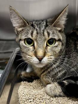 Domestic Short Hair Cats Available for Adoption - Rocco | PetCurious