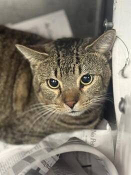 Domestic Short Hair Cats Available for Adoption - JESSE | PetCurious