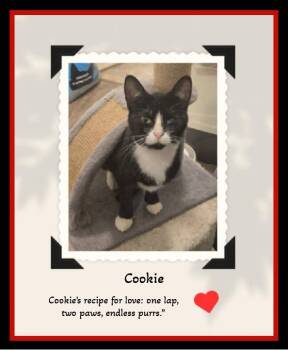 Rescue Domestic Short Hair Cats for Adoption in Winston-salem, North Carolina - Cookie’s Recipe For Love: One Lap, Two Paws, Endless Purrs. | PetCurious