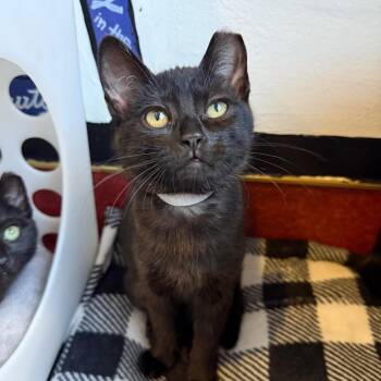 Raven -  Domestic Short Hair Cat for Adoption in Los Angeles, California - Raven | PetCurious