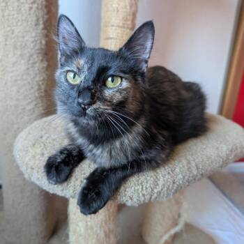 Heather -  Domestic Medium Hair Cat for Adoption in Priest River, Idaho - Heather | PetCurious