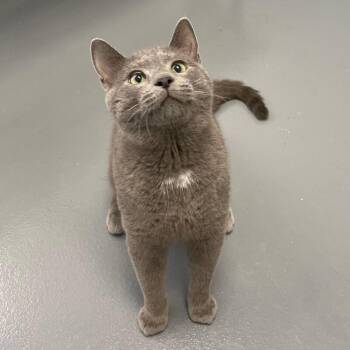 Domestic Short Hair Cats Available for Adoption - Shade | PetCurious