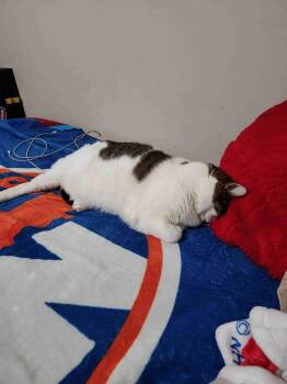 Snoopy -  Domestic Short Hair Cat for Adoption in Chandler, Arizona - Snoopy | PetCurious