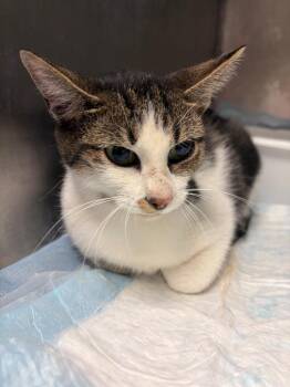 Porter Cat 3 -  Domestic Short Hair Cat for Adoption in Morgantown, Kentucky - Porter Cat 3 | PetCurious
