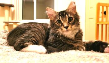 Rescue Tabby Cats for Adoption in Albuquerque, New Mexico - Toby | PetCurious