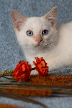 Rescue Domestic Short Hair Cats for Adoption in Martensdale, Iowa - Penny Lane | PetCurious