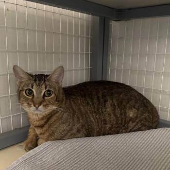 Domestic Short Hair Cats Available for Adoption - Mazzy | PetCurious