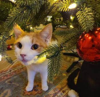 Luster -  Domestic Short Hair Cat Available for Adoption in Ellijay, Georgia - Luster | PetCurious