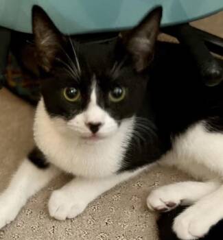 Rescue Tuxedo and Domestic Short Hair Cats for Adoption in North Highlands, California - ChipBe & DaleBe - Bonded Pair! | PetCurious