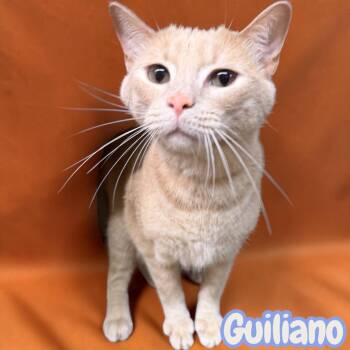 Guiliano -  Domestic Short Hair Cat for Adoption in Sorrento, Louisiana - Guiliano | PetCurious