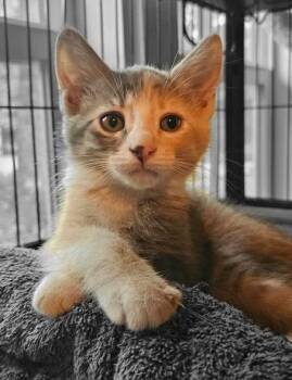 Plantain -  Domestic Medium Hair and Domestic Long Hair Cat for Adoption in Magnolia, Texas - Plantain | PetCurious