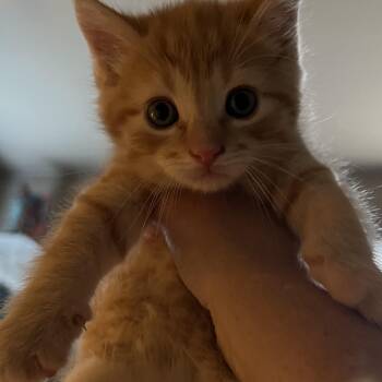 O Kittens Coming In -  Domestic Short Hair Cat for Adoption in Clifton, New Jersey - O Kittens Coming In | PetCurious