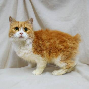 Manx Cats Available for Adoption in Versailles, Kentucky - Shannon | PetCurious