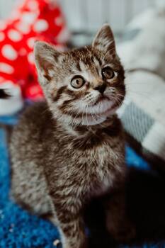 Meeshe -  Domestic Short Hair Cat for Adoption in Le Mars, Iowa - Meeshe | PetCurious