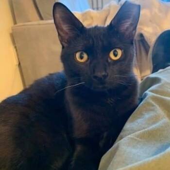 Tip - Playful & Fun -  Domestic Short Hair Cat for Adoption in Hamilton, Ontario - Tip - Playful & Fun | PetCurious
