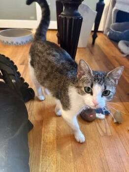 Tabby Cats Available for Adoption in Greenville, Delaware - Leia (FCID# 03/23/2026 - 32) | PetCurious