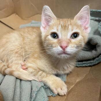 Domestic Short Hair Cats Available for Adoption in Carencro, Louisiana - Pompia | PetCurious