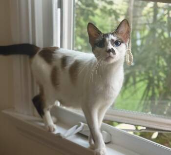 Rescue Siamese Cats for Adoption in Los Angeles, California - Miranda | PetCurious