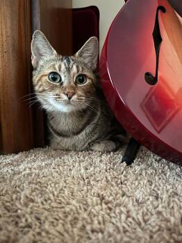 Bengal Cats Available for Adoption - Nala  | PetCurious