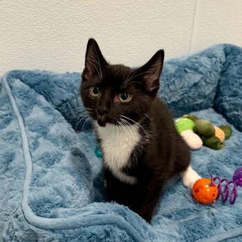 Domestic Short Hair Cats Available for Adoption in Louisville, Kentucky - Paramount | PetCurious