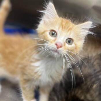 Cornpone -  Domestic Medium Hair Cat for Adoption in Cumming, Georgia - Cornpone | PetCurious