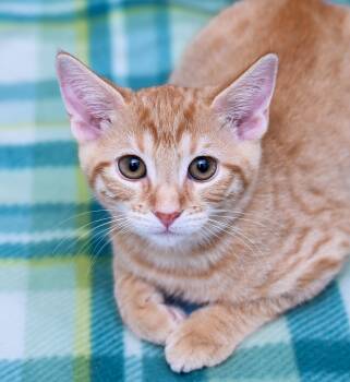Zulu -  Tabby and Domestic Short Hair Cat for Adoption in Chattanooga, Tennessee - Zulu | PetCurious