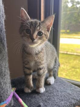 Rescue Domestic Short Hair Cats for Adoption in Blaine, Minnesota - Hazel | PetCurious