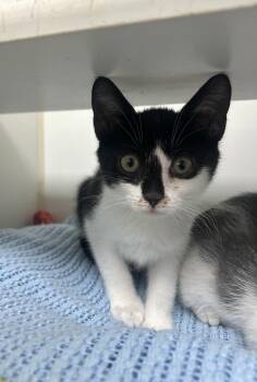Yahoo -  Domestic Short Hair Cat for Adoption in Reisterstown, Maryland - Yahoo | PetCurious