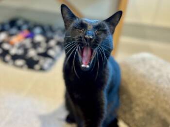 Antoenio -  Domestic Short Hair Cat for Adoption in Portland, Oregon - Antoenio | PetCurious