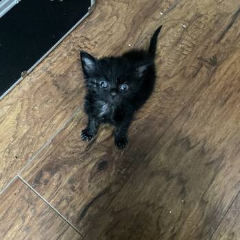 Rescue Domestic Short Hair Cats for Adoption in Columbus, Georgia - Black Sabbath | PetCurious