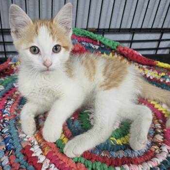 Gizmo -  Domestic Short Hair and Tabby Cat Available for Adoption in Keokuk, Iowa - Gizmo | PetCurious