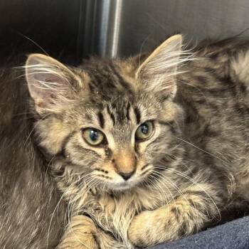 Emmy Denny Dong -  Domestic Medium Hair Cat for Adoption in Davenport, Iowa - Emmy Denny Dong | PetCurious