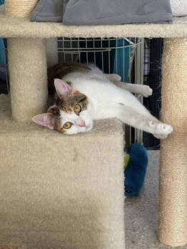 Rescue Domestic Short Hair and Calico Cats for Adoption in Texarkana, Texas - Lovey | PetCurious