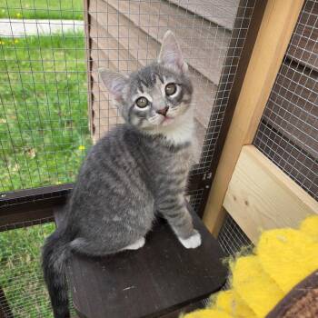 Domestic Short Hair Cats Available for Adoption in Wind Gap, Pennsylvania - Pikachu | PetCurious