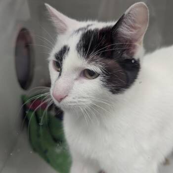 Domestic Short Hair Cats Available for Adoption - Fitzgerald | PetCurious
