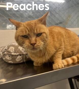 Peaches -  American Shorthair Cat for Adoption in Quincy, Michigan - Peaches | PetCurious